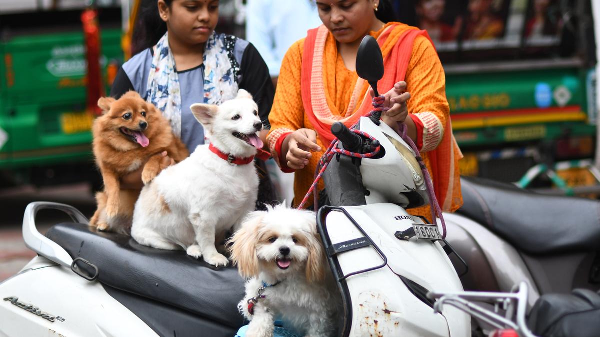 Pet and stray dogs get free vaccination on World Zoonoses Day in